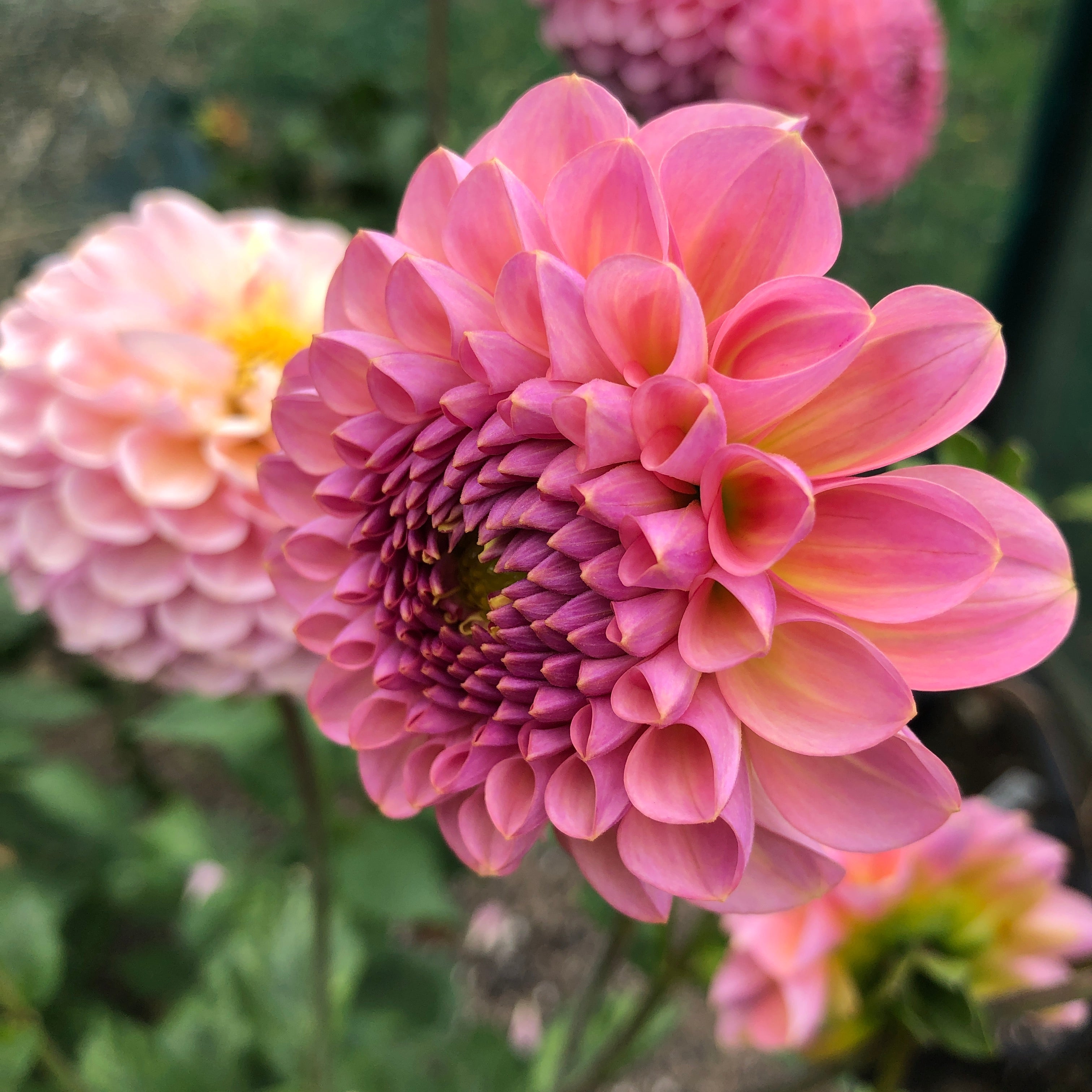 Types of Dahlias: Flower Styles and Sizes