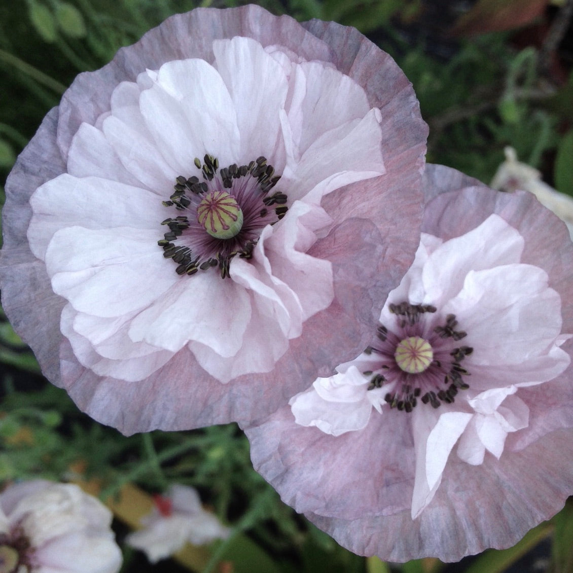 Puriri Lane | Papaver Amazing Grey