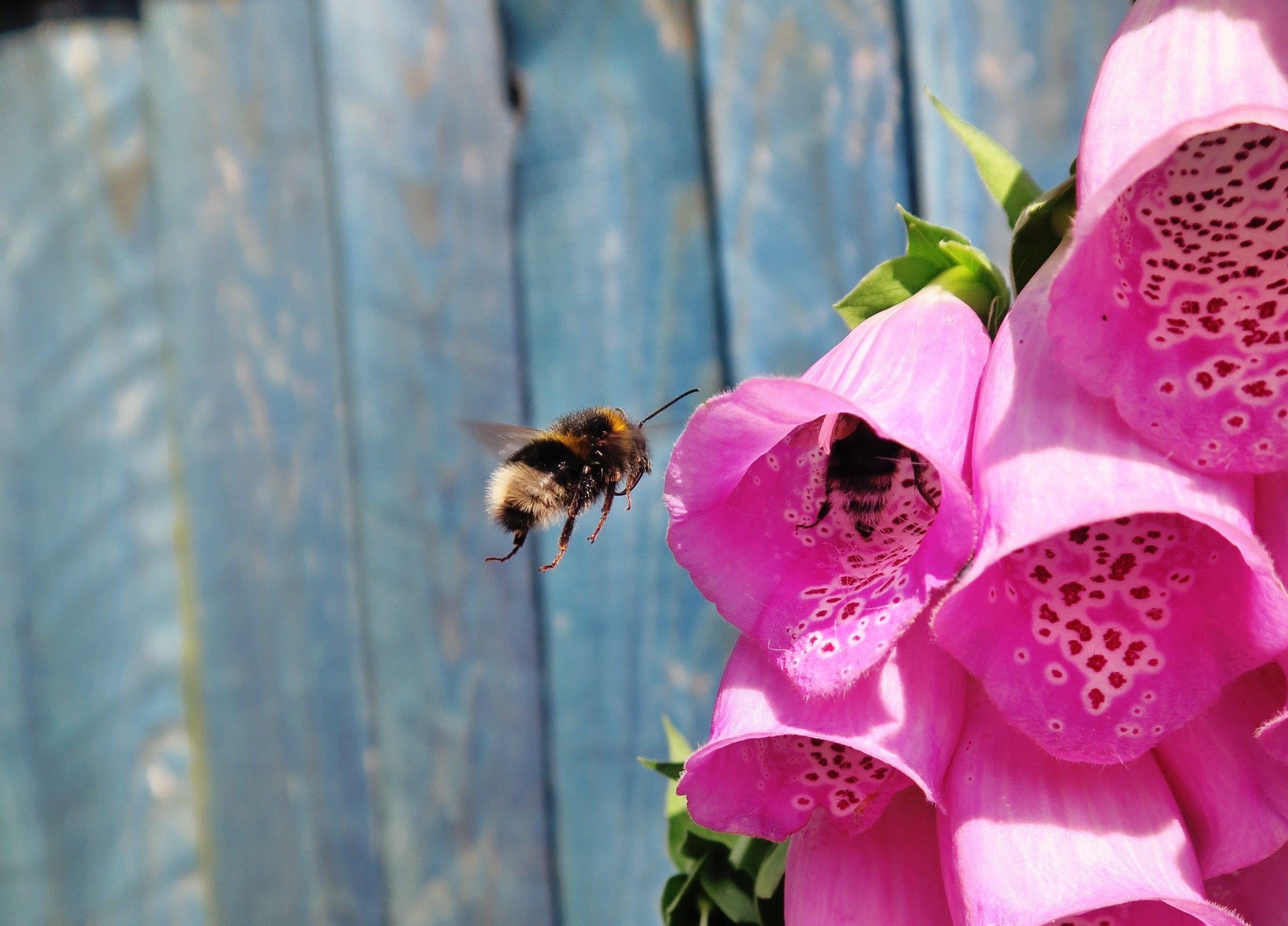 Puriri Lane | Loved by Bees & Butterflies