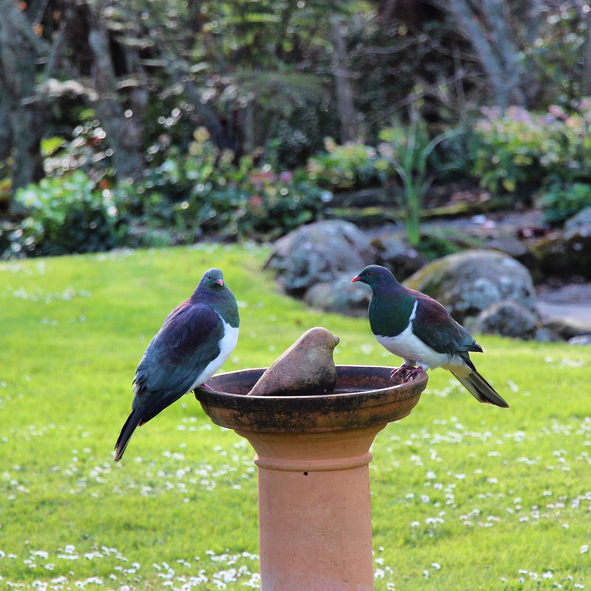 Birds