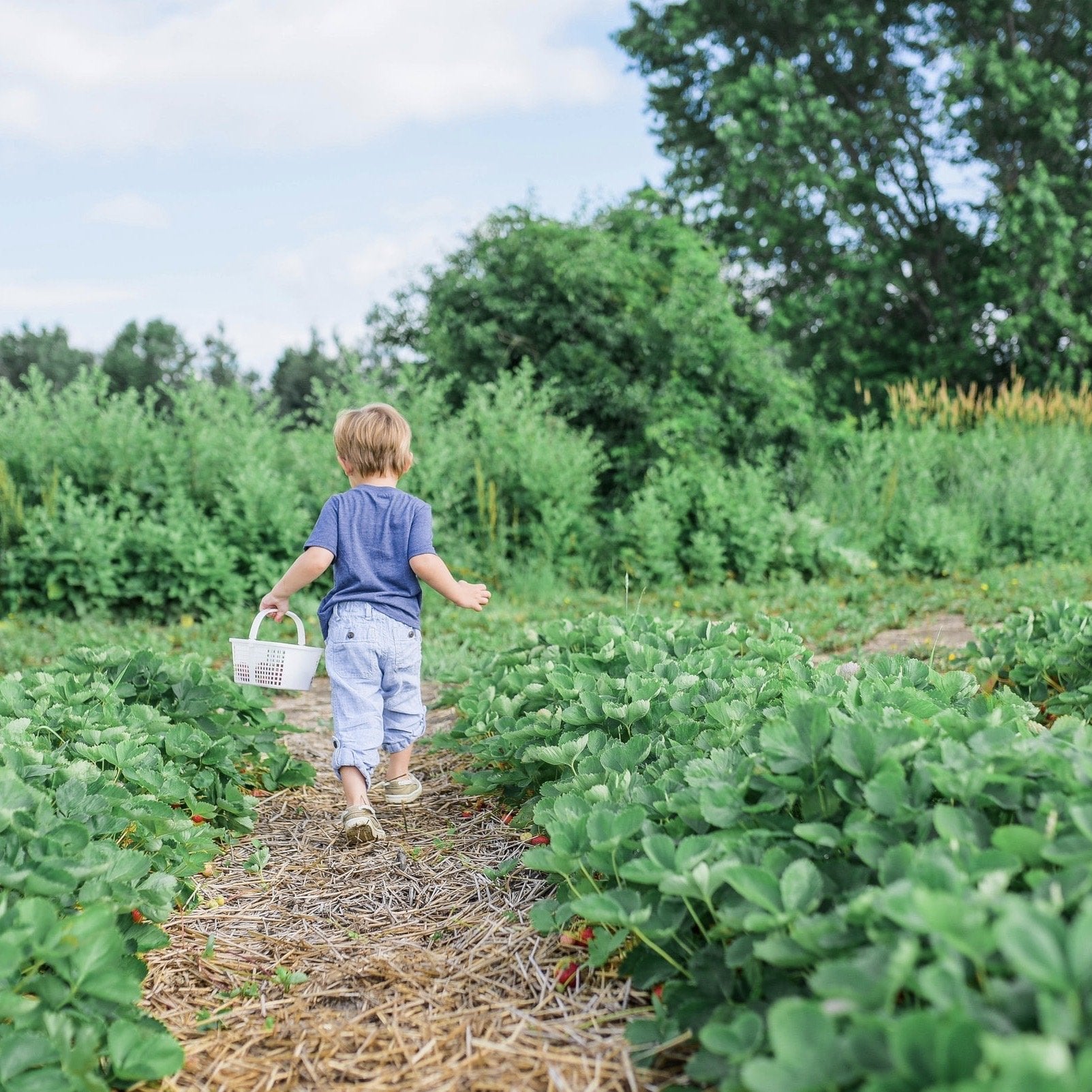 Puriri Lane | Gardening for children