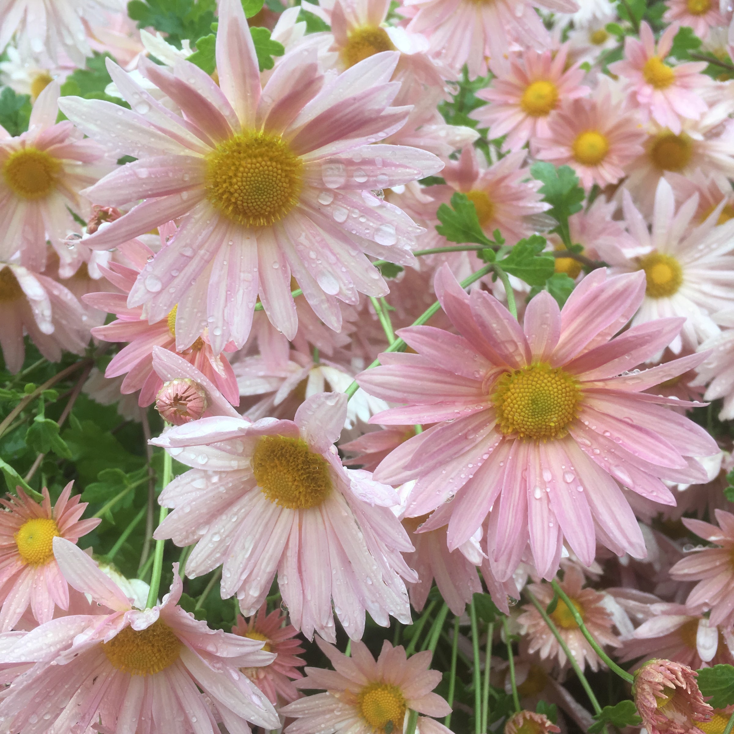 Puriri LAne | Chrysanthemum | Bevs Peach