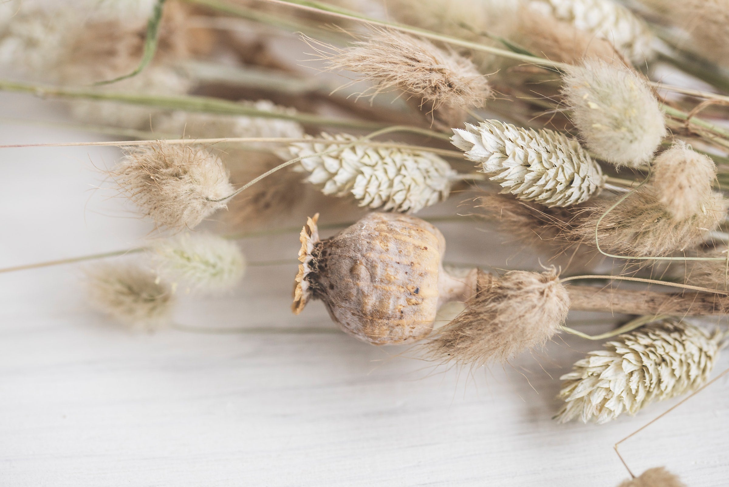 Flowers for Drying