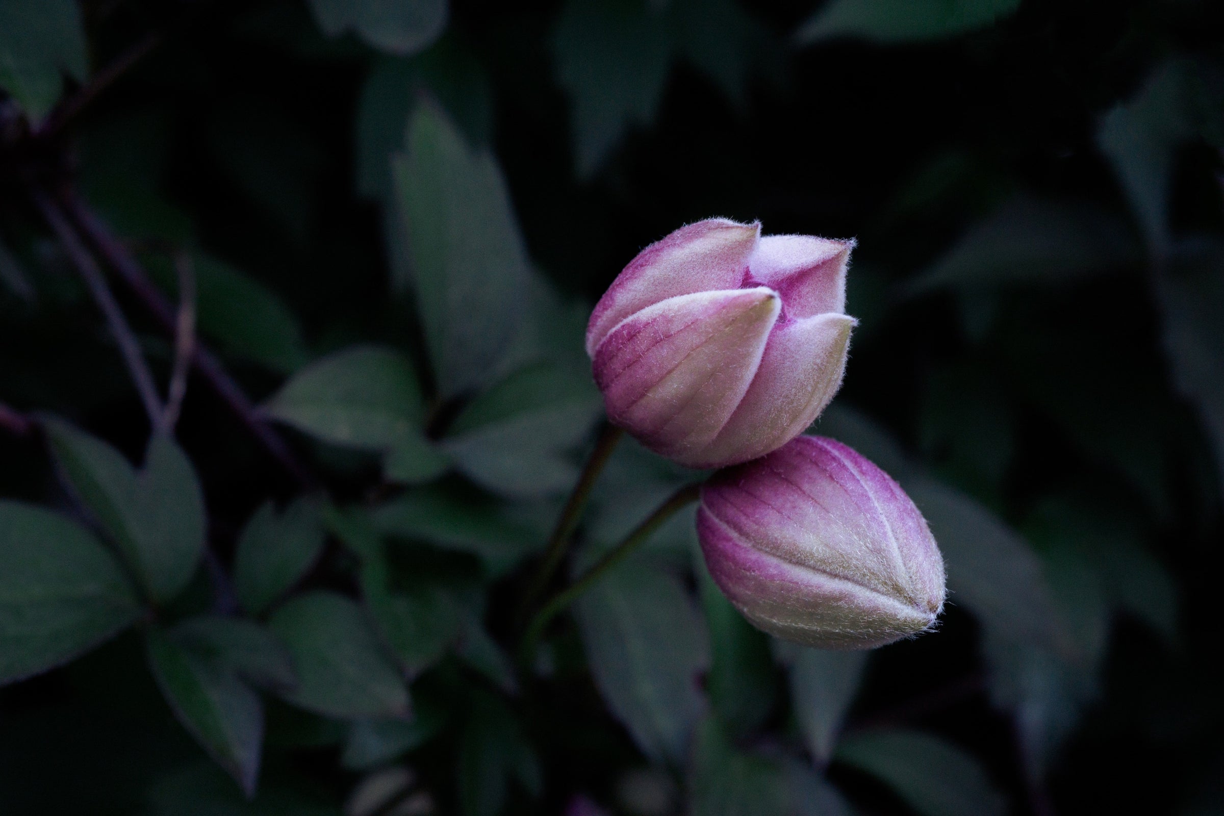 Shrubs & Climbers