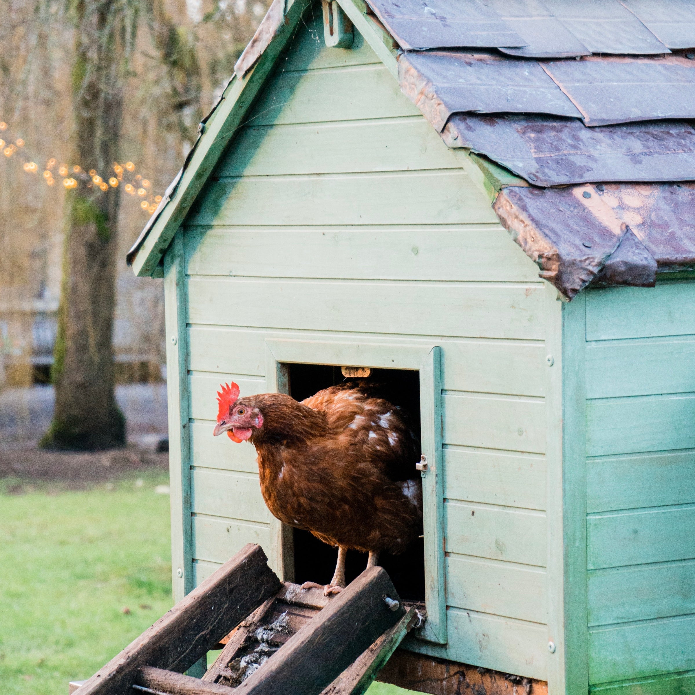 The Hen House