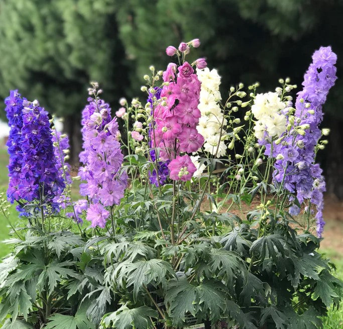 Delphiniums