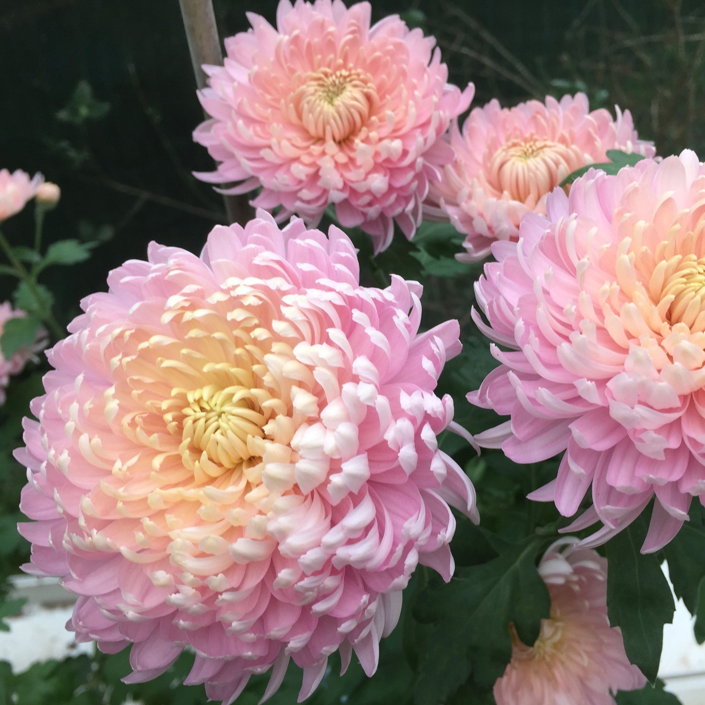 Chrysanthemums