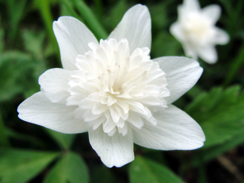 Anemone nemorosa | Flora Pleno | Wood Anemone | Windflower