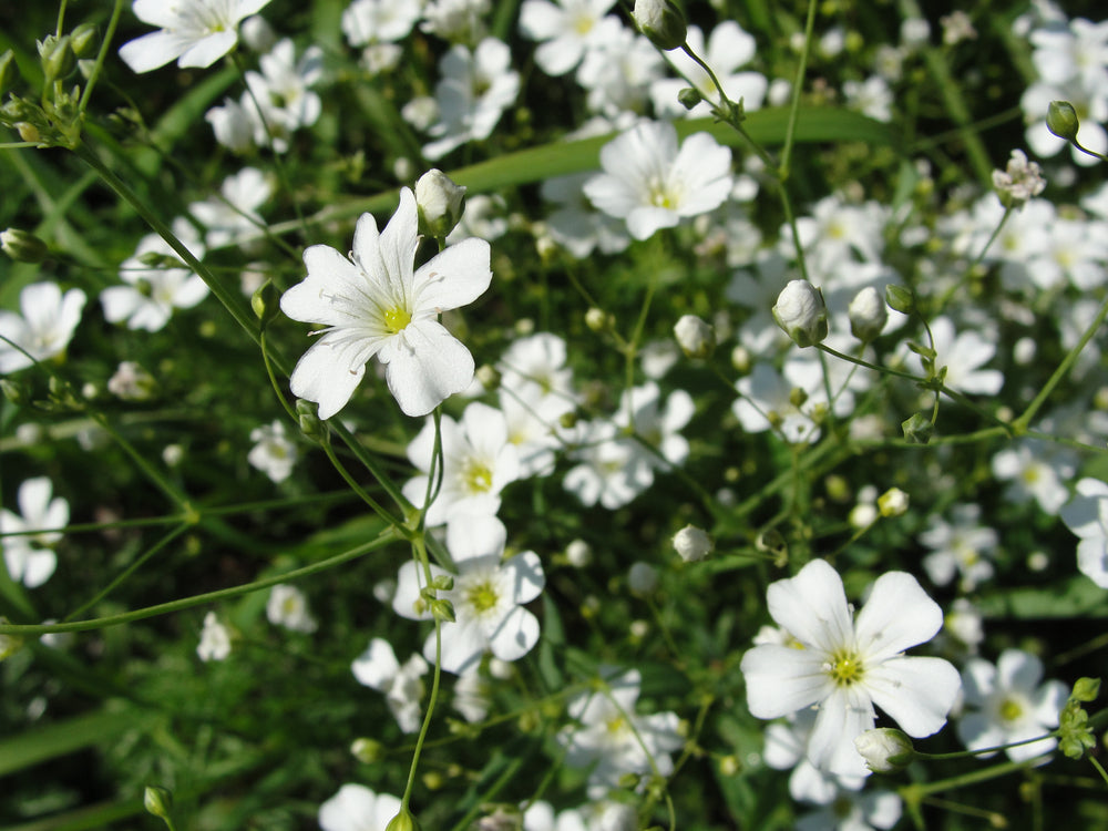 1000 White BABY'S BREATH 'Covenant Garden' Gypsophila Elegans Flower Seeds