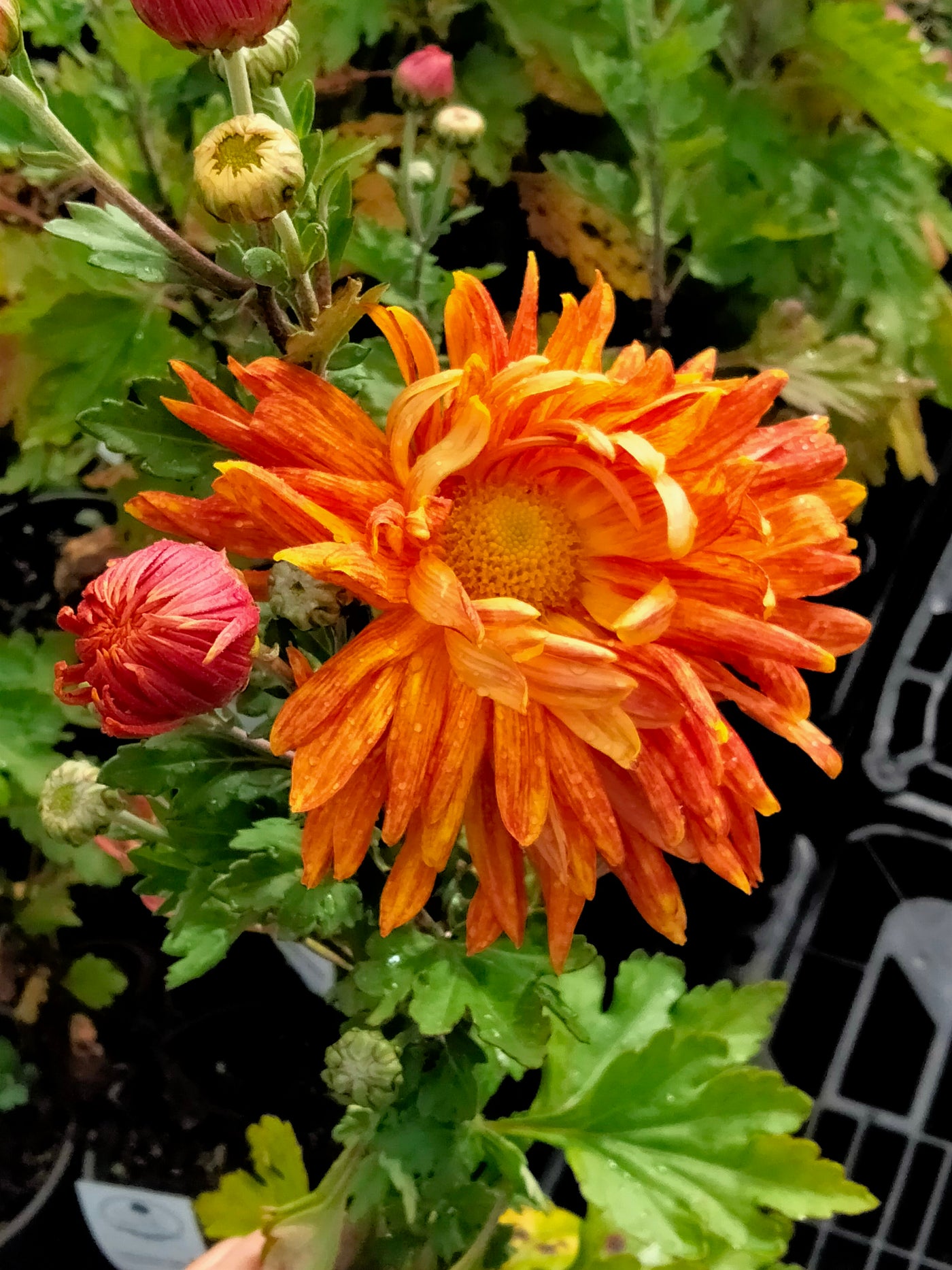 Chrysanthemum | Forever Amber