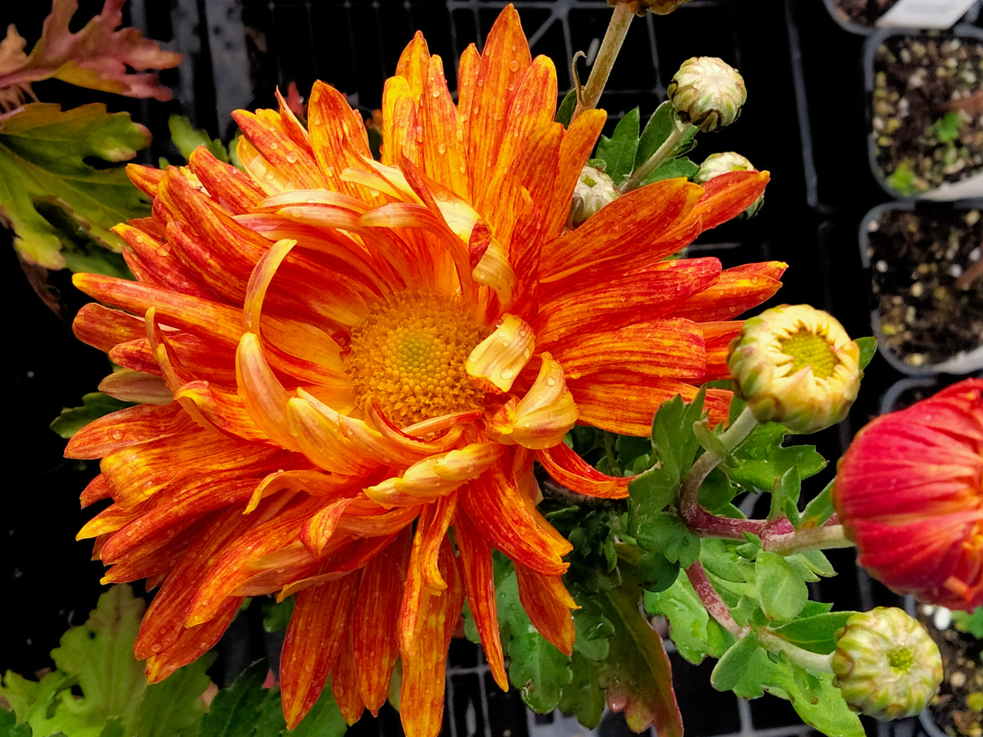 Chrysanthemum | Forever Amber