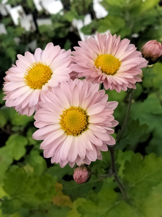 Chrysanthemum | Dinky Pinky