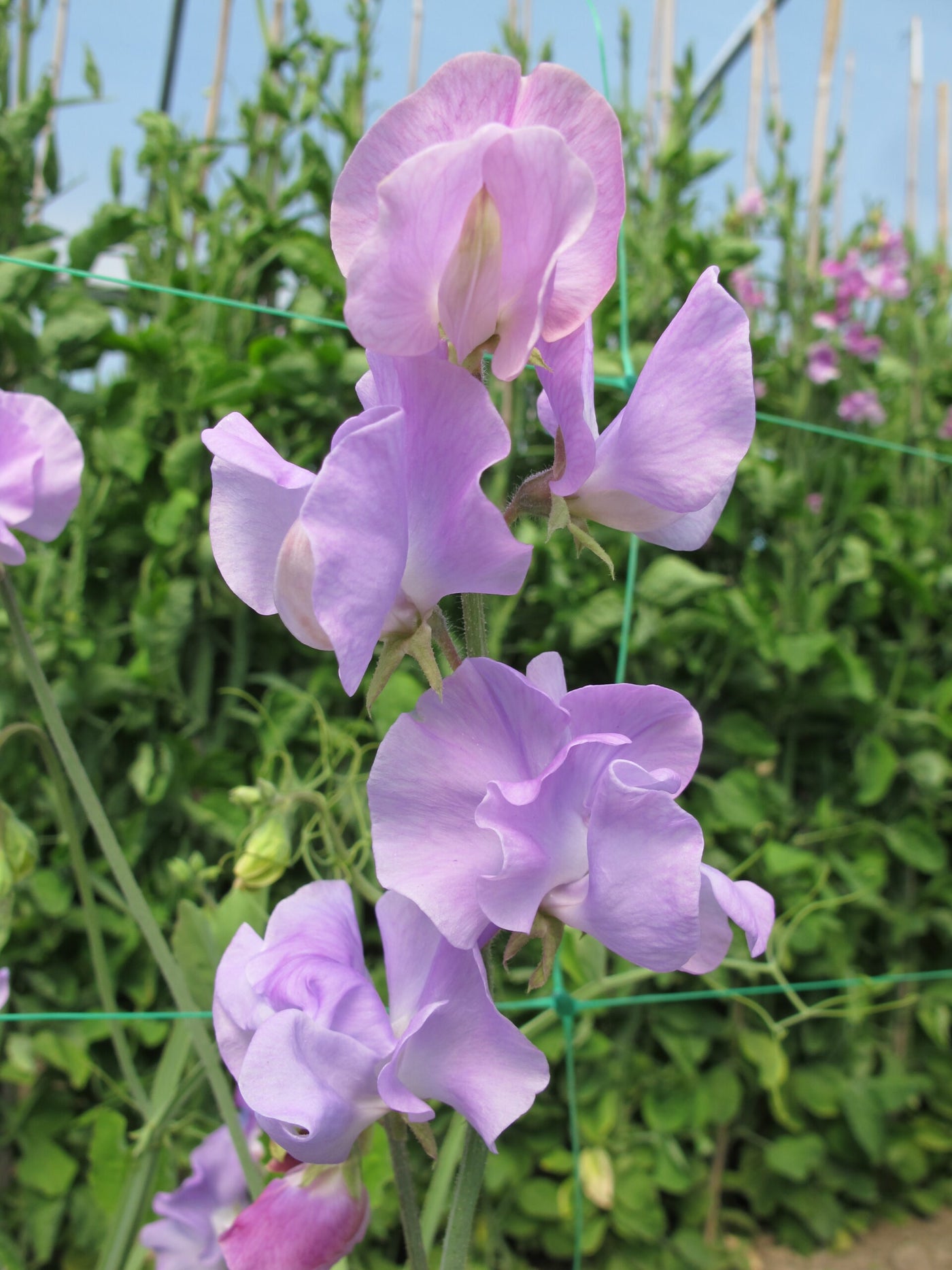 Lathyrus odoratus :: Sweet Pea Seed | Sunshine Lavender