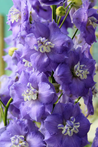 Delphinium elatum | Lilac Ladies