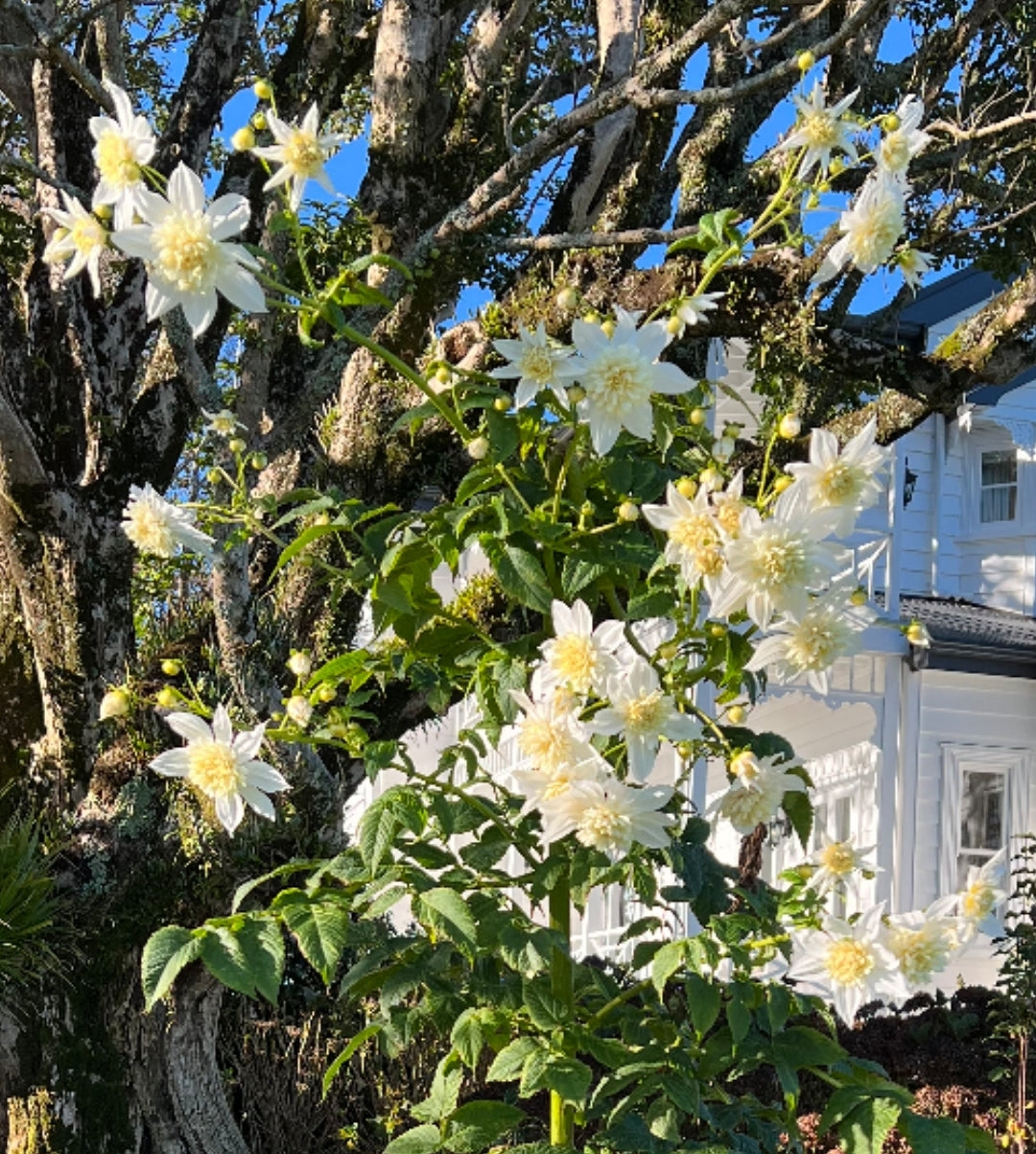 Dahlia imperialis | White anemone | Tree Dahlia