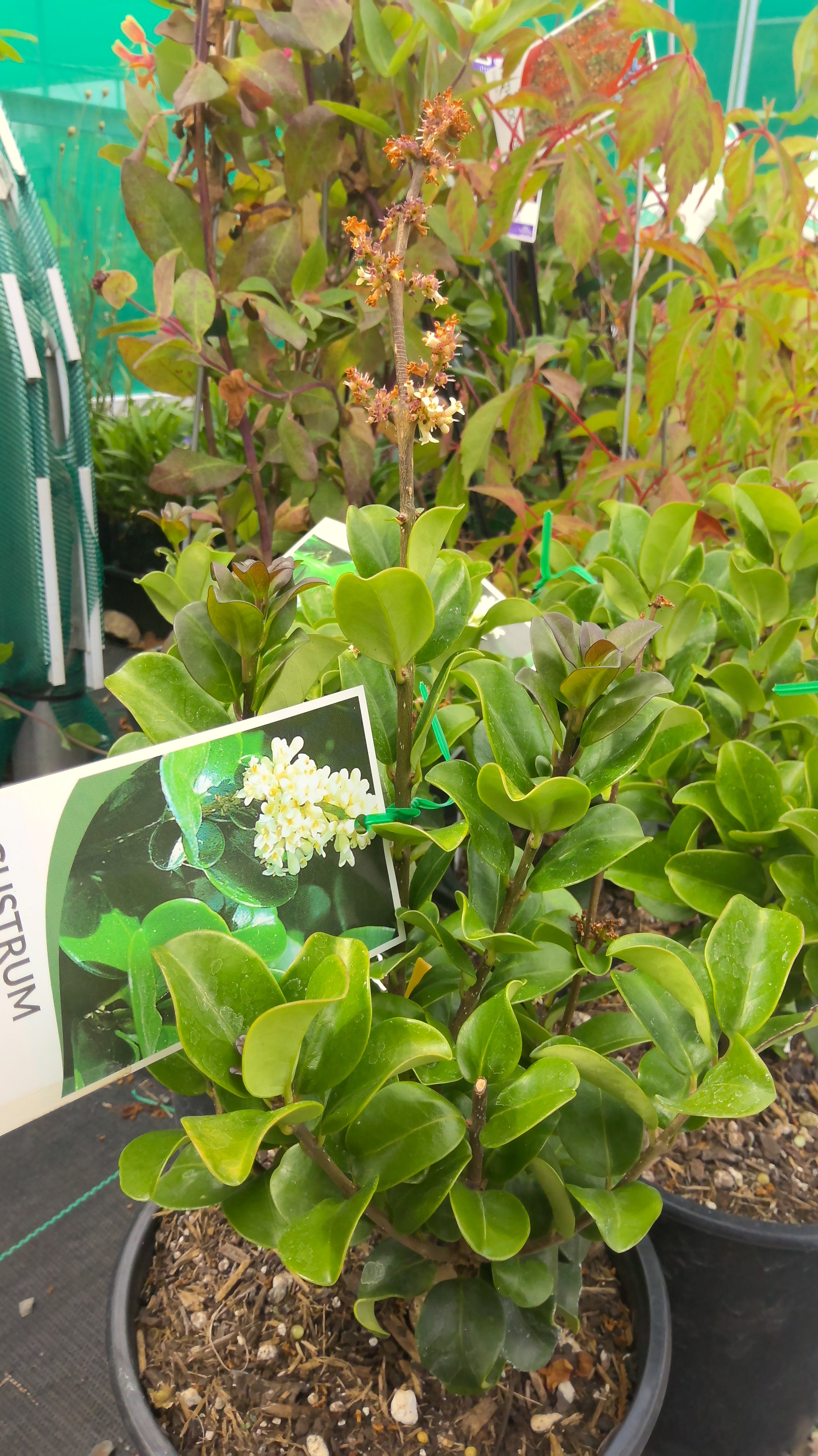 ligustrum japonicum rotundifolium