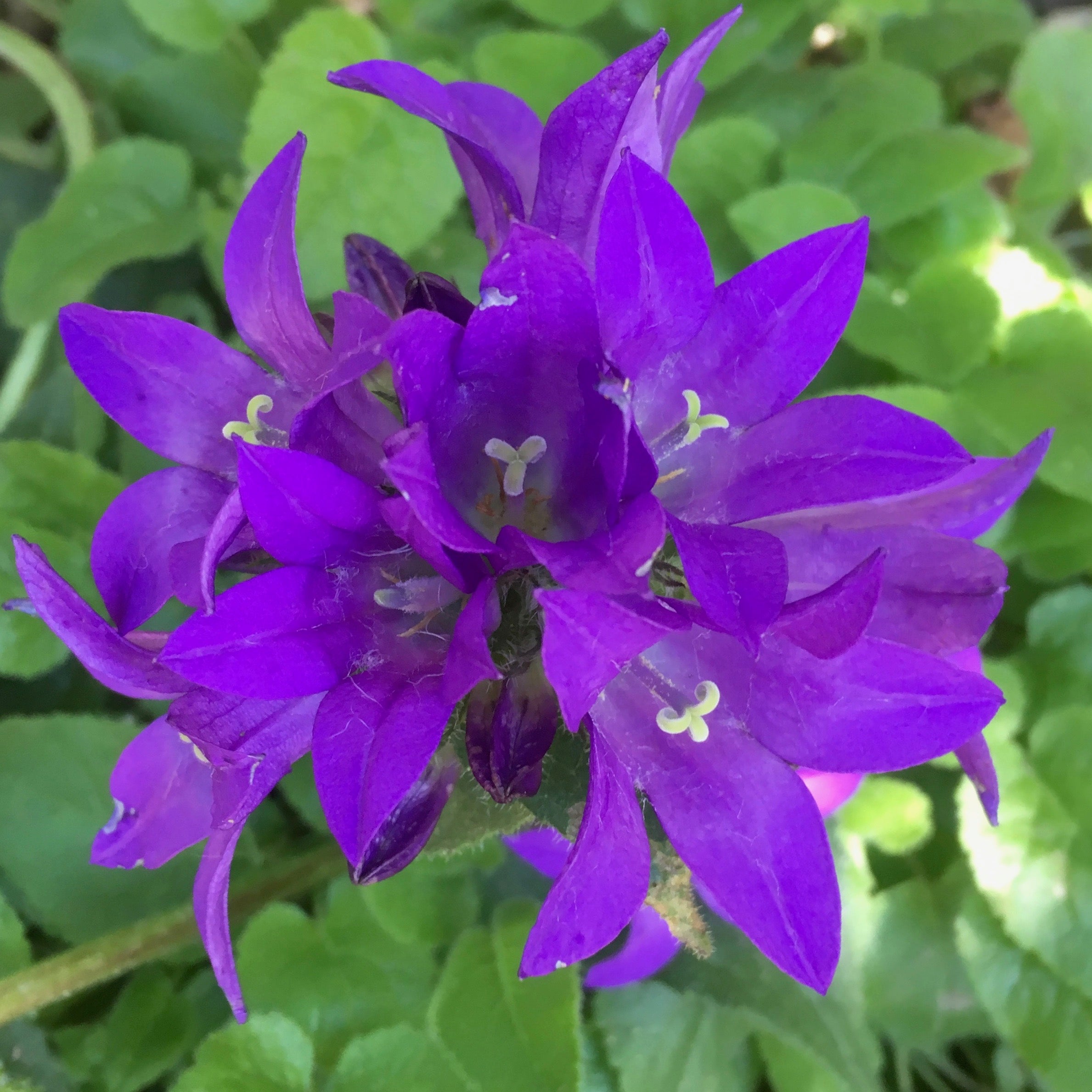 campanula-glomerata-superba-blue-puriri-lane-addenbrooke