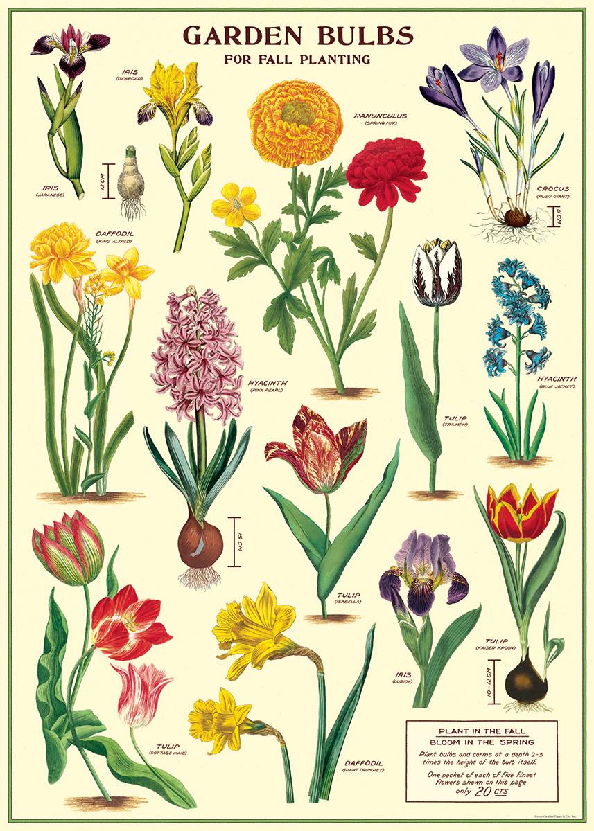 Autumn online planting bulbs