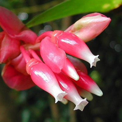 Cavendishia acuminata