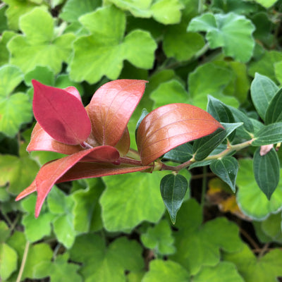 Puriri Lane | Cavendishia acuminata