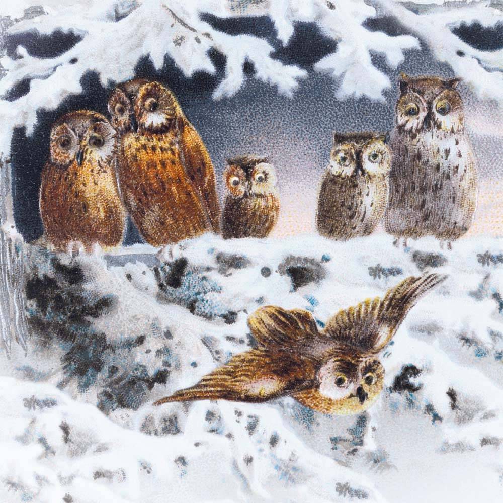 Puriri Lane | Snowy Owls | Card