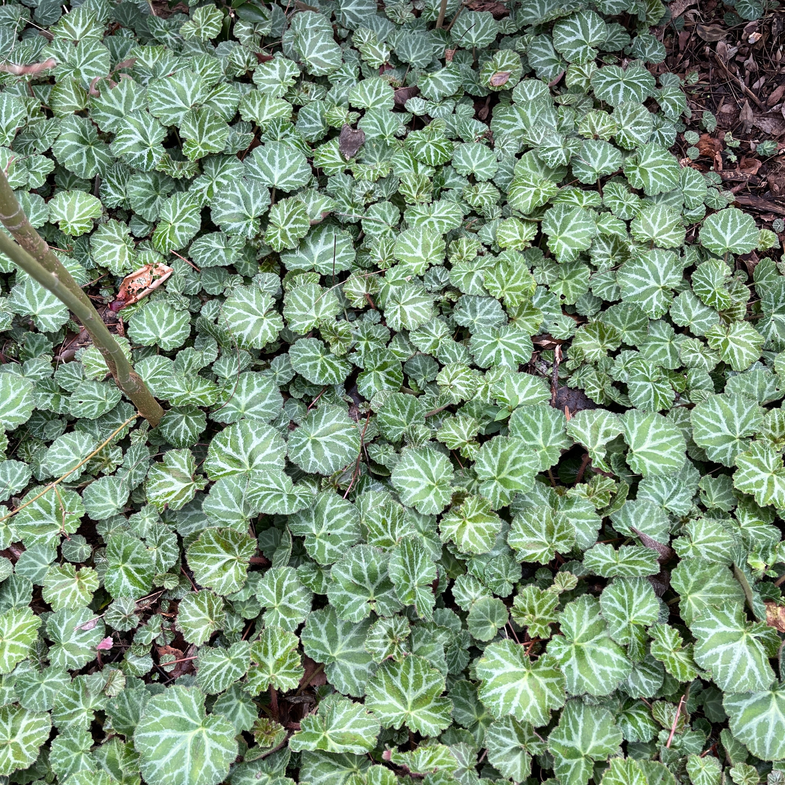 Saxifraga stolonifera