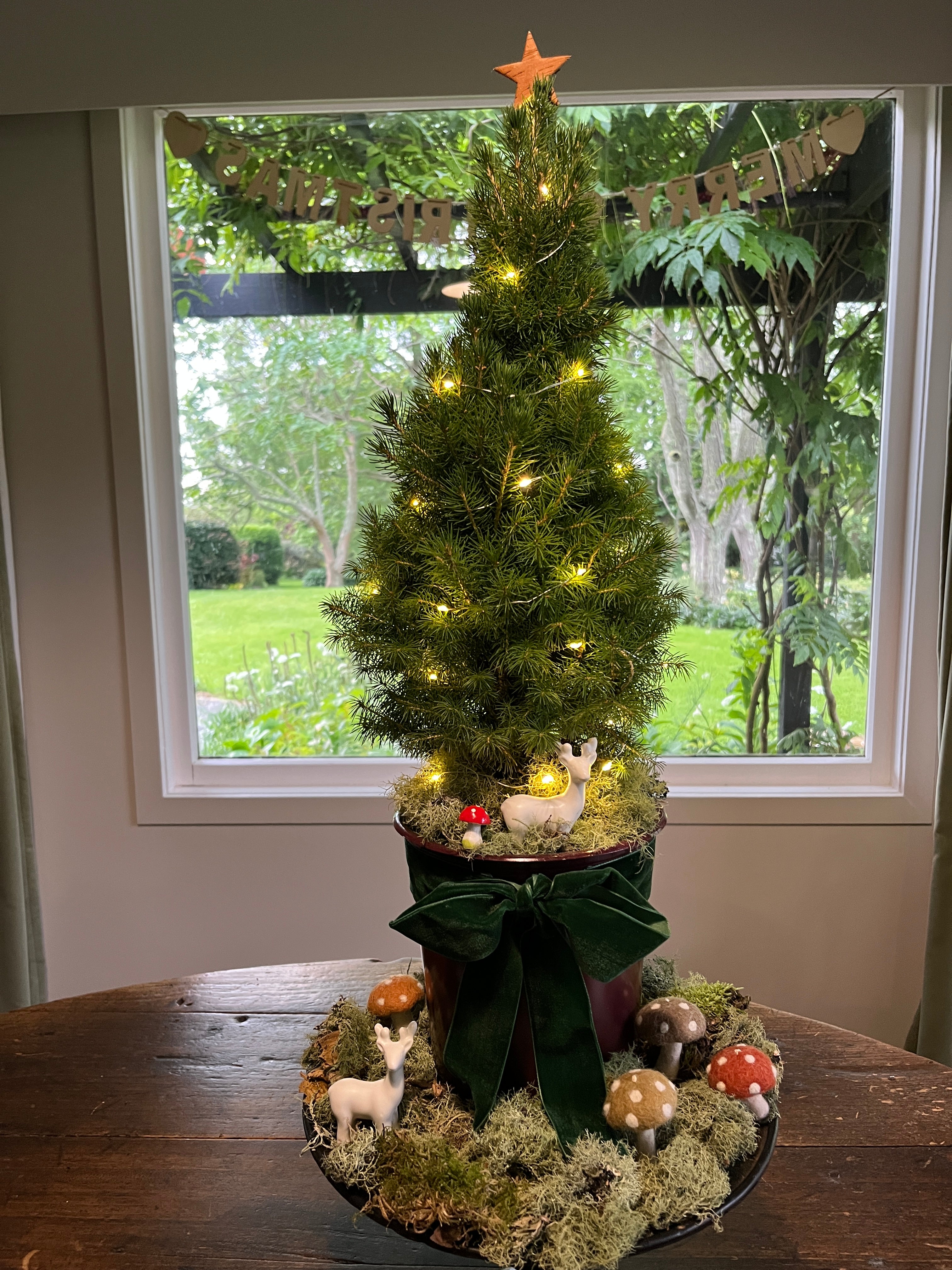 Live tabletop shop christmas tree