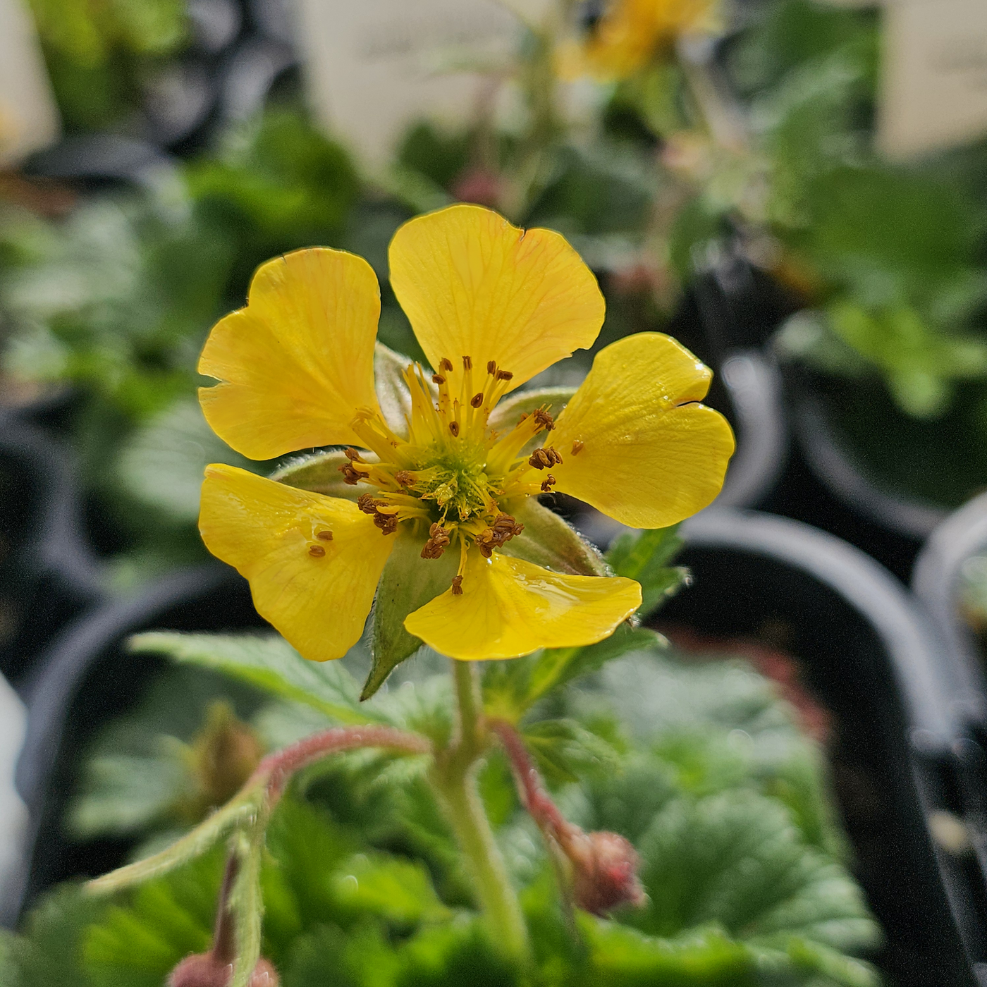 Geum | Fiona's Yellow