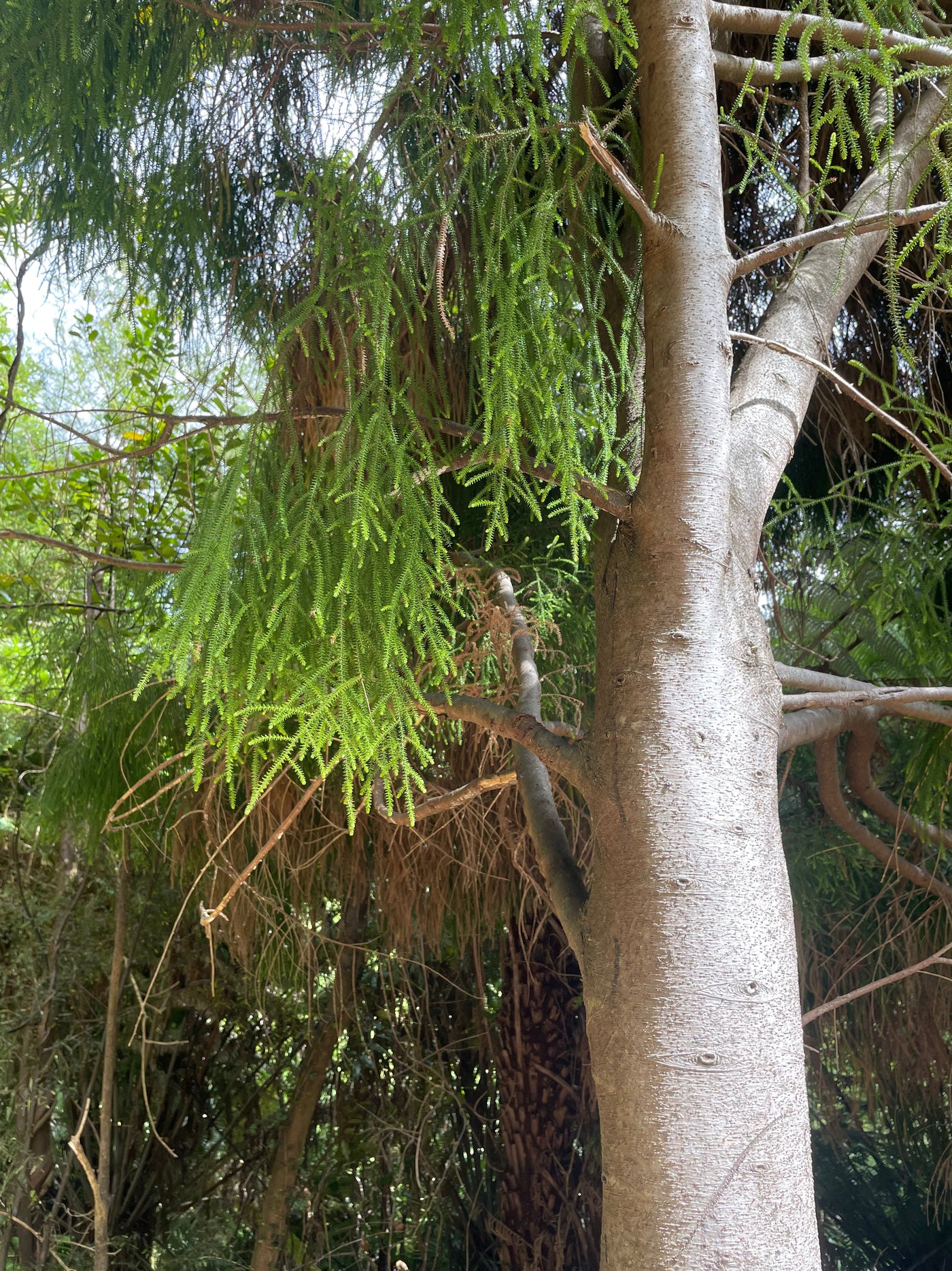 Rimu Educational Nature Box | Tree Children