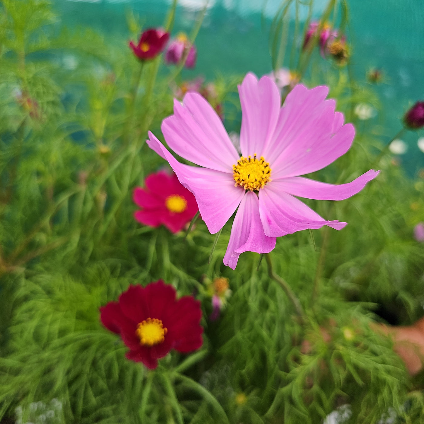 Cosmos bipinnatus | Tall Mix