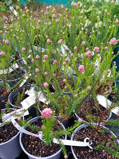 Ozothamnus diosmifolius | Winter White | Rice Flower