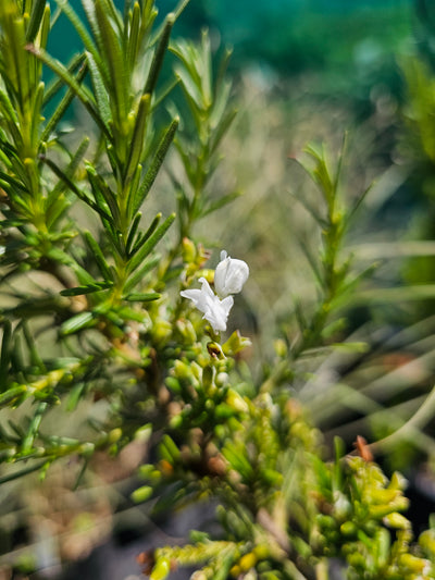Salvia rosmarinus officinalis | Lady In White