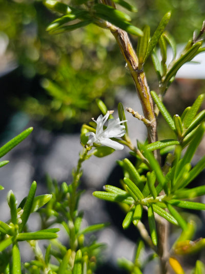 Salvia rosmarinus officinalis | Lady In White