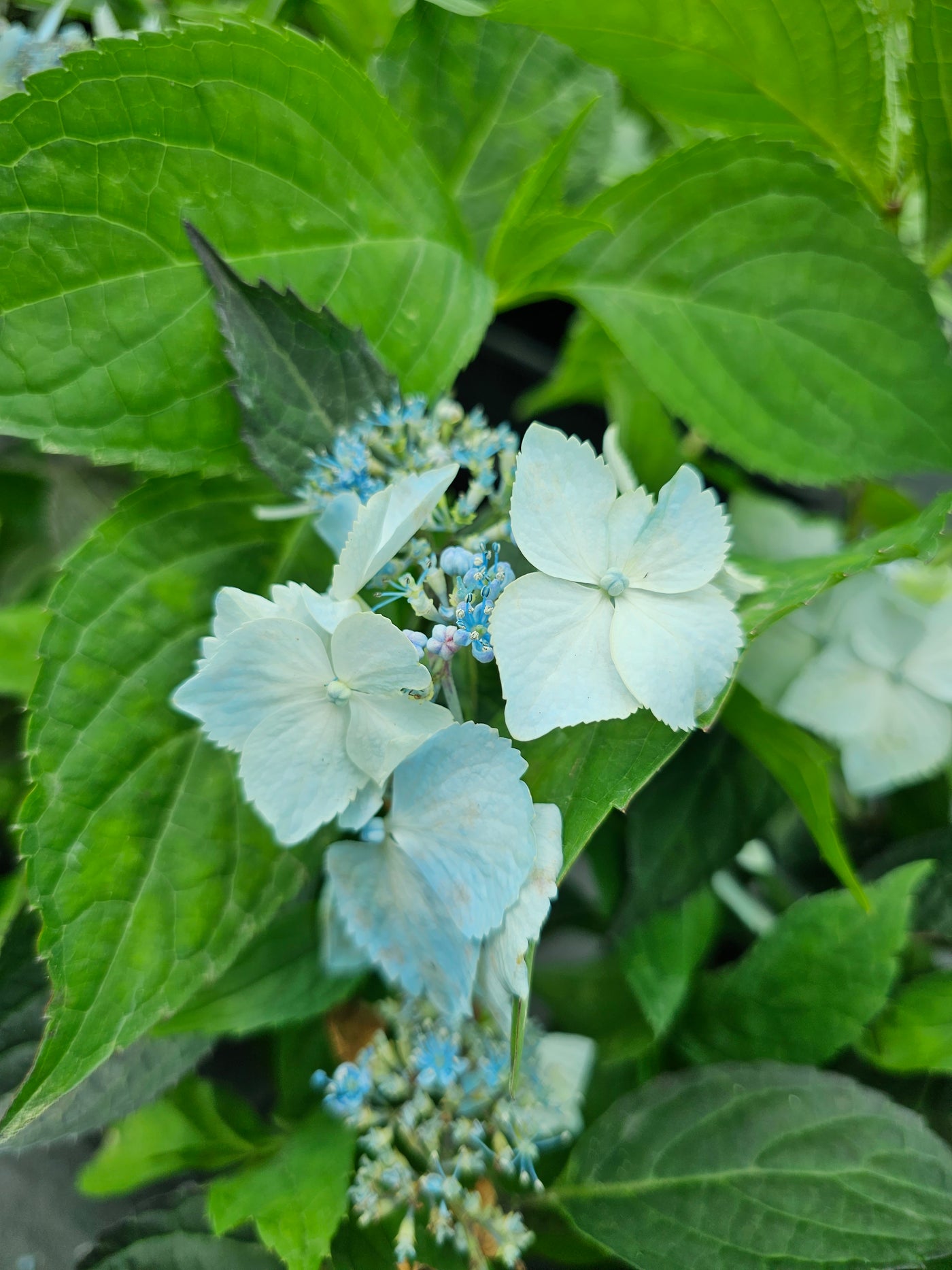 Hydrangea macrophyllum | Blue Deckle