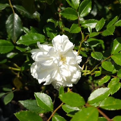 Rosa | Alberic Barbier | Rambling Rose