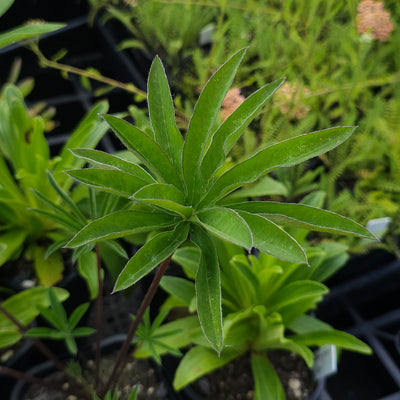 Lupinus polyphyllus | The Govenor