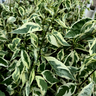 Cornus alba | Elegantissima | Siberian Dogwood