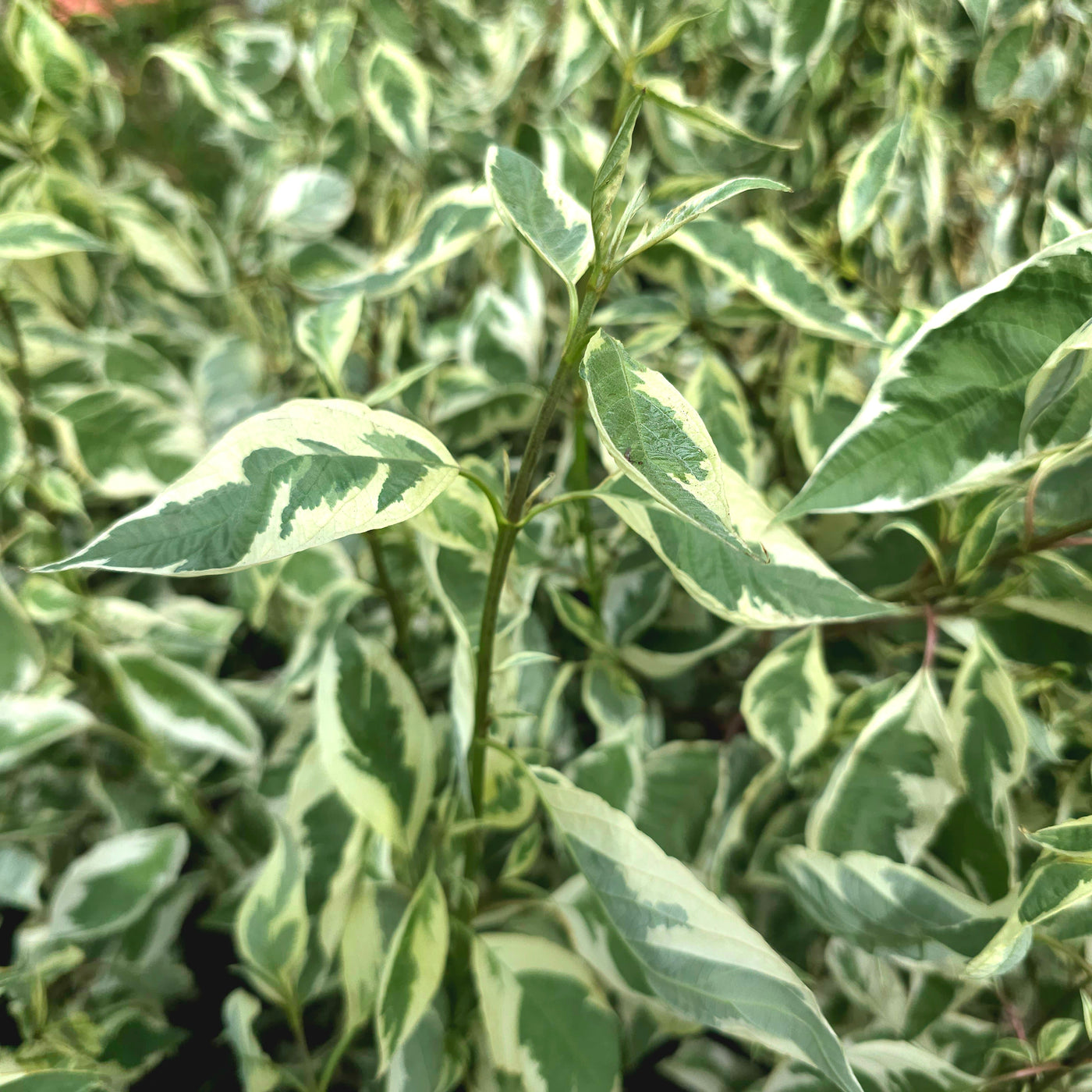 Cornus alba | Elegantissima | Siberian Dogwood