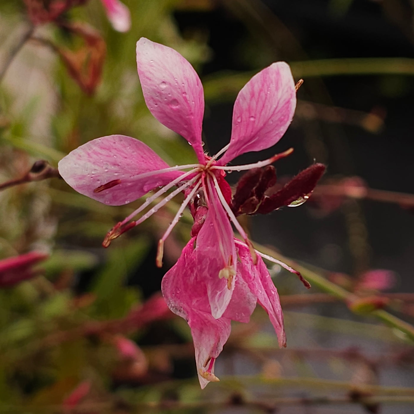 Gaura lindheimeri | Emmaline Pink Bouquet | Beeblossom | Whirling Butterflies