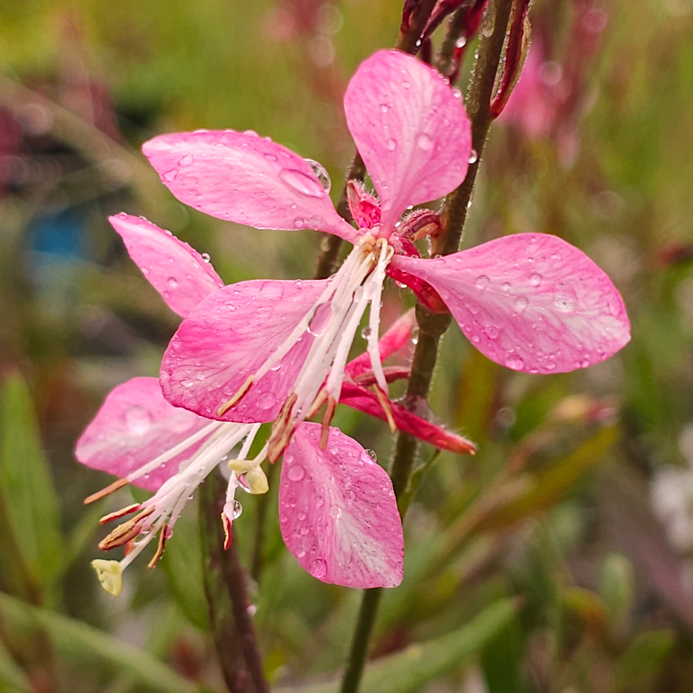 Gaura lindheimeri | Emmaline Pink Bouquet | Beeblossom | Whirling Butterflies