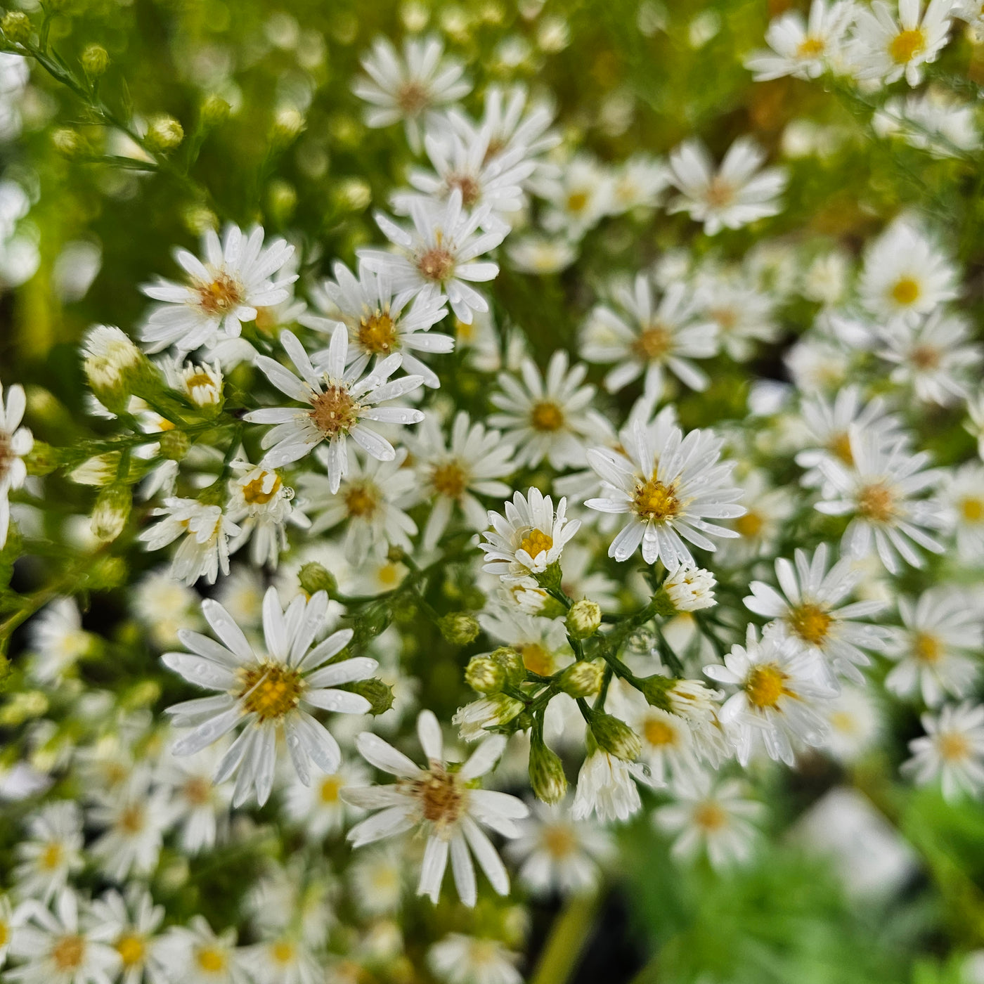 Boltonia asteroides | White