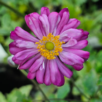 Anemone japonica | Hot Pink
