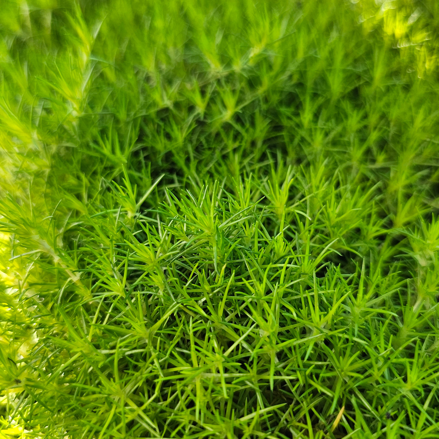 Sangina subulata | Irish Moss