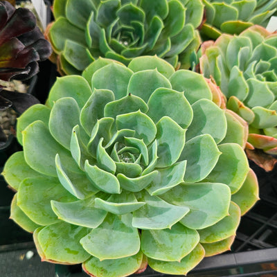 Echeveria elegans