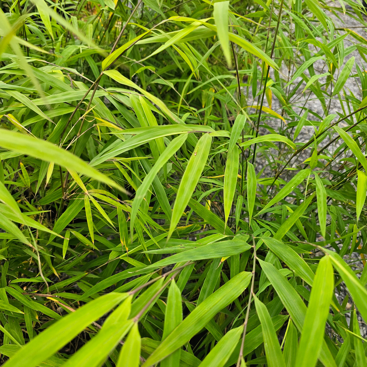 Bambusa gracilis | Fairy Bamboo