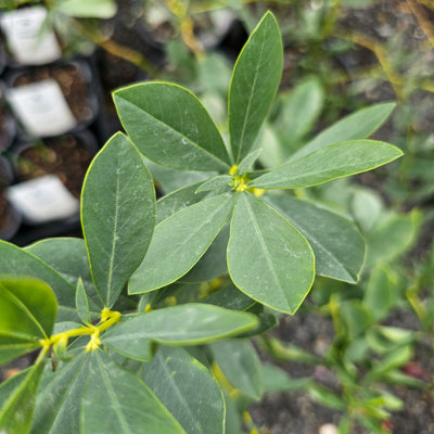 Baptisia australis | Blue False Indigo