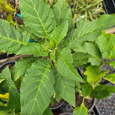 Brugmansia x candida | Noel's Blush