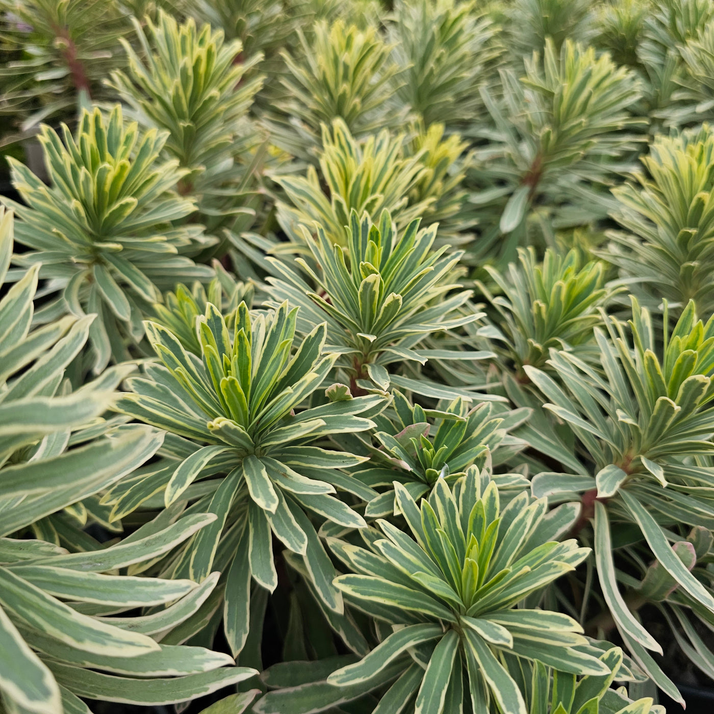 Euphorbia marginata | Snowtops