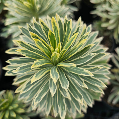 Euphorbia marginata | Snowtops