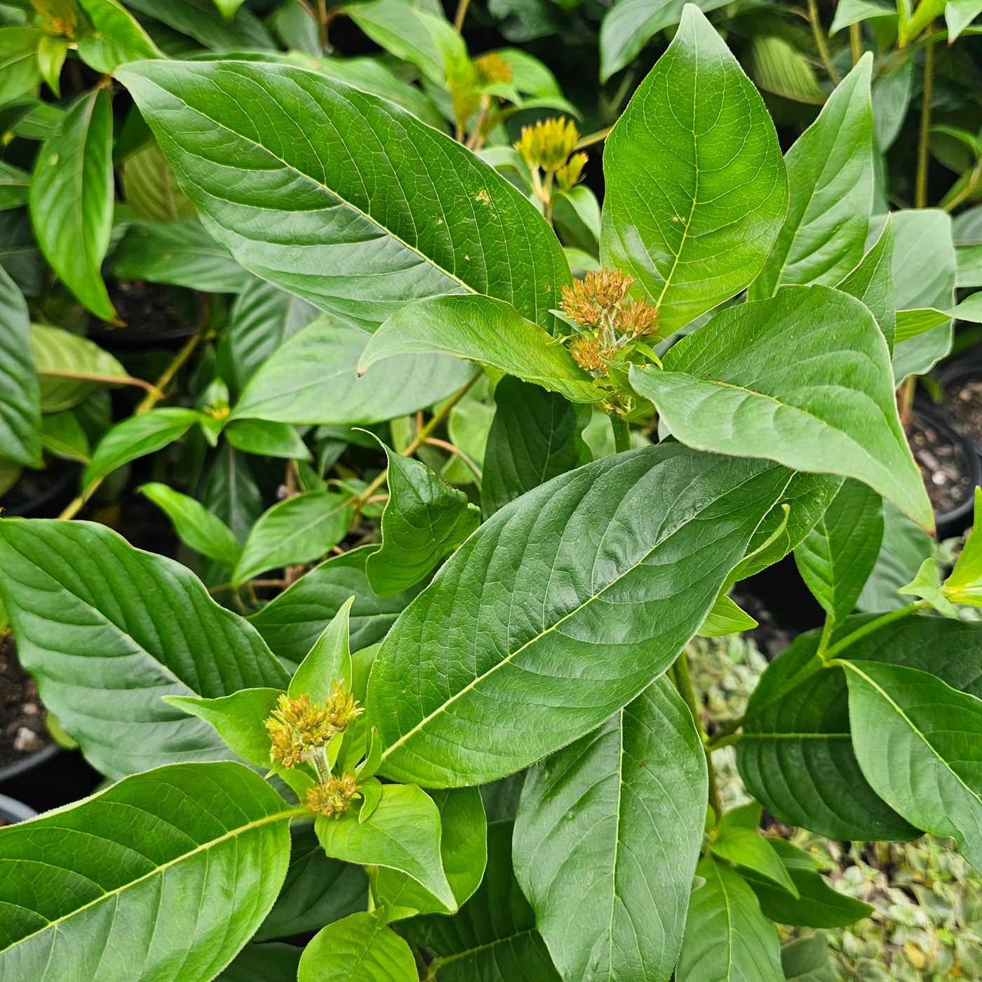 Luculia gratissima